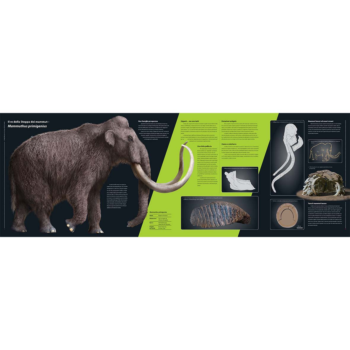 In the footsteps of the mammoths - From the first trunks to today's elephants