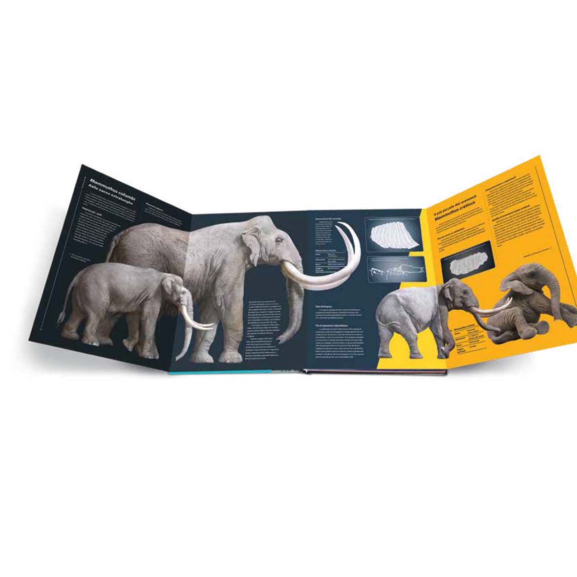 Sulle orme dei mammut - Dai primi proboscidati agli elefanti di oggi