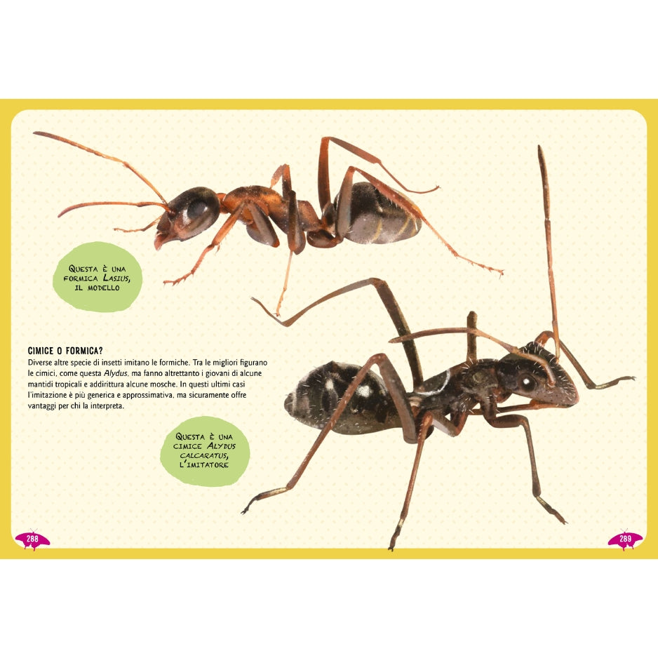 Libro Gli Insetti! Con Adesivi - Attività Creative Per Bambini - Edizione Illustrata - Foto 4