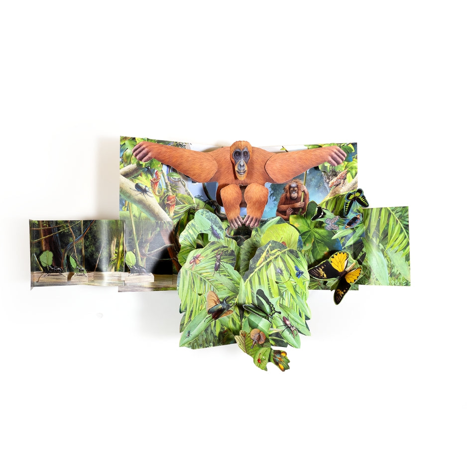 Pop up XXL - Foreste tropicali