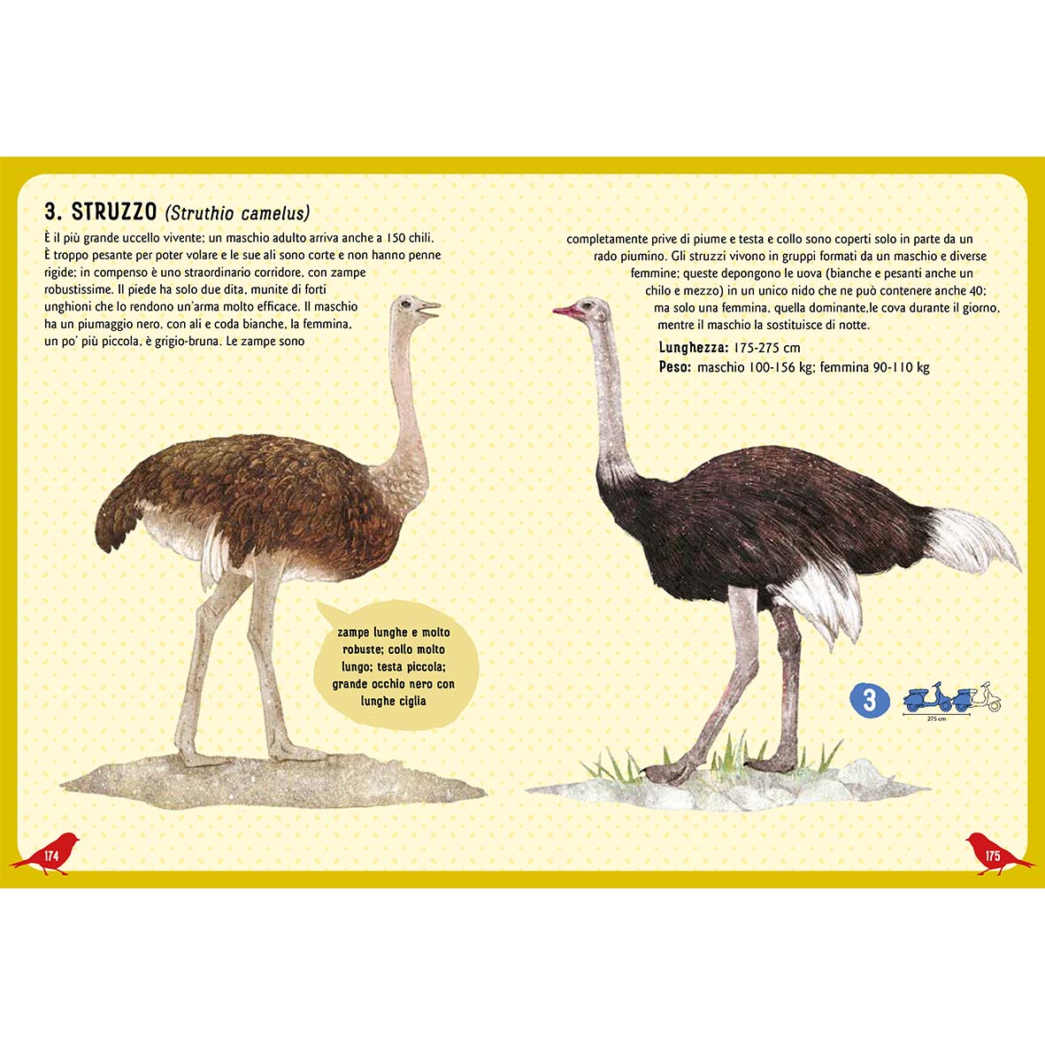 Uccelli del mondo - Una guida illustrata per bambini da 0 a 109 anni
