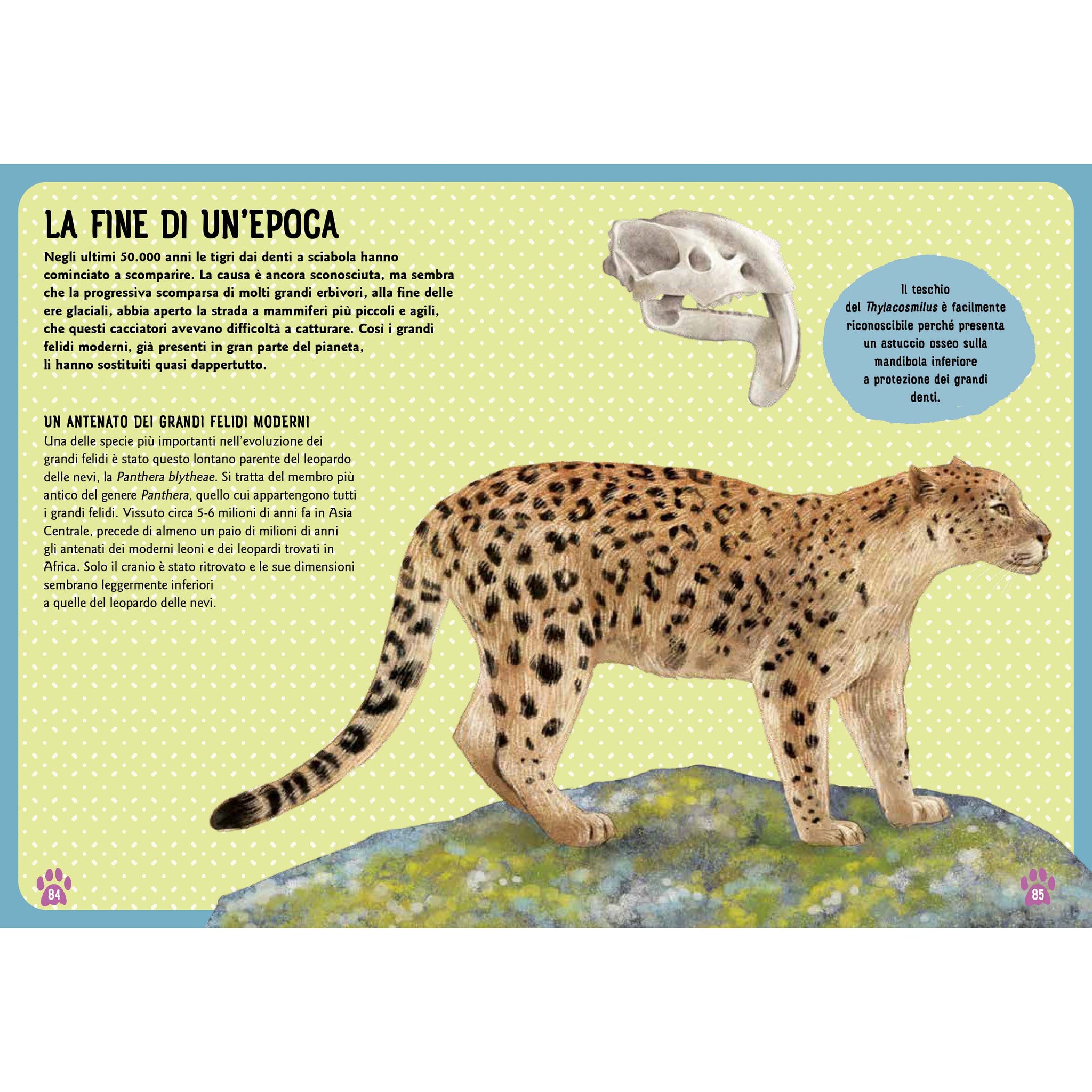 Felini del mondo - Una guida illustrata per bambini da 0 a 109 anni
