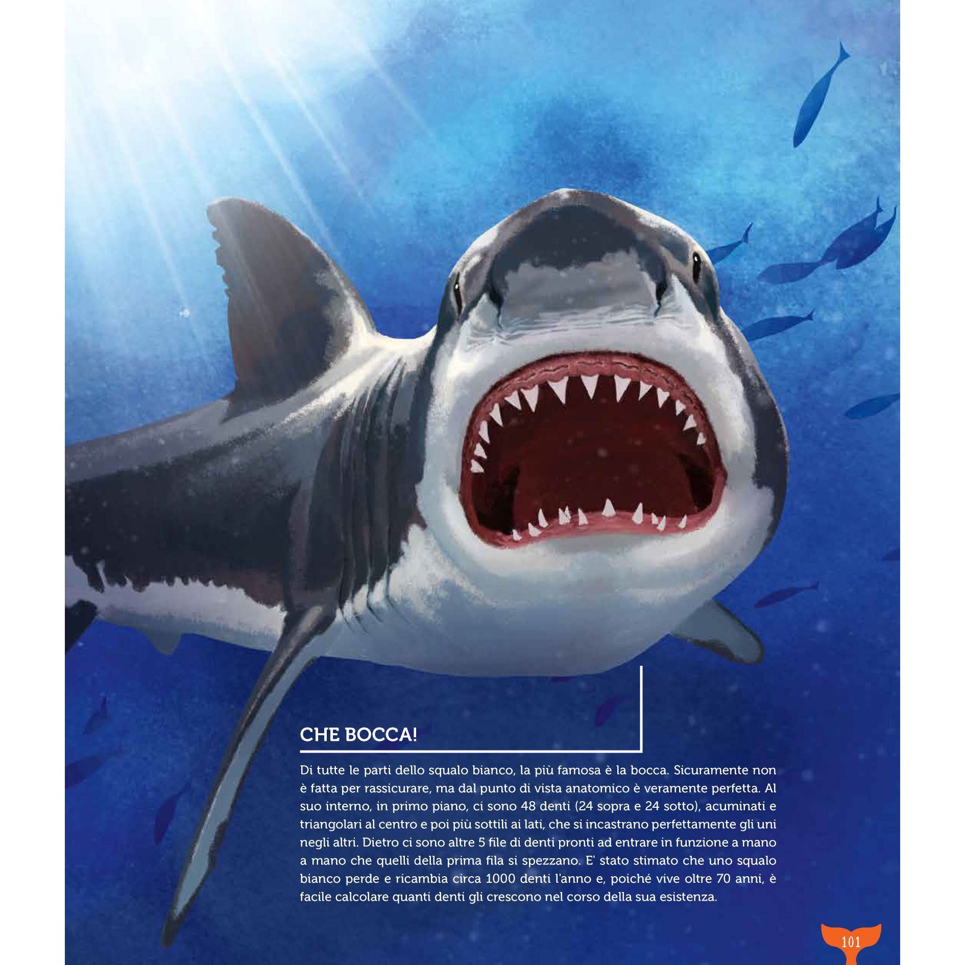 XXL Ocean - Sharks, whales, killer whales, squid and other giants of the sea